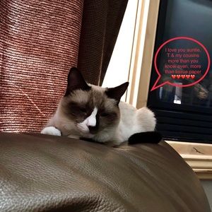 Meet Misha, she’s a rescue cat I got in April 2019